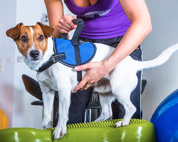 dog rehabilitation therapy