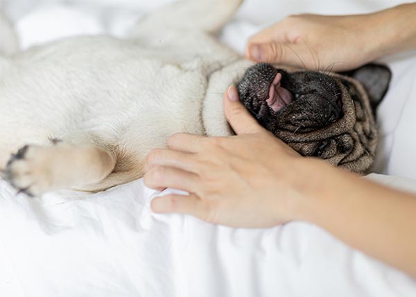dog massage therapy relaxation