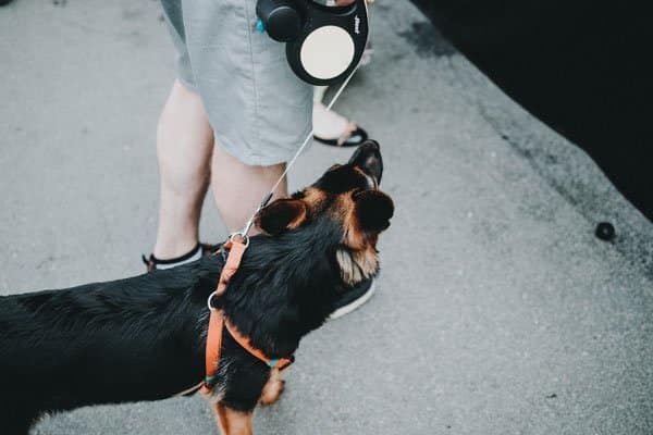 how to walk a dog