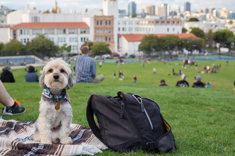 dog friendly vacations