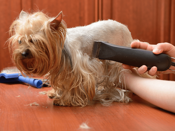 dog grooming fails