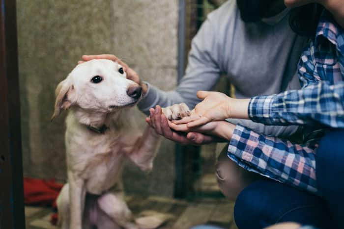 adopt a shelter pet