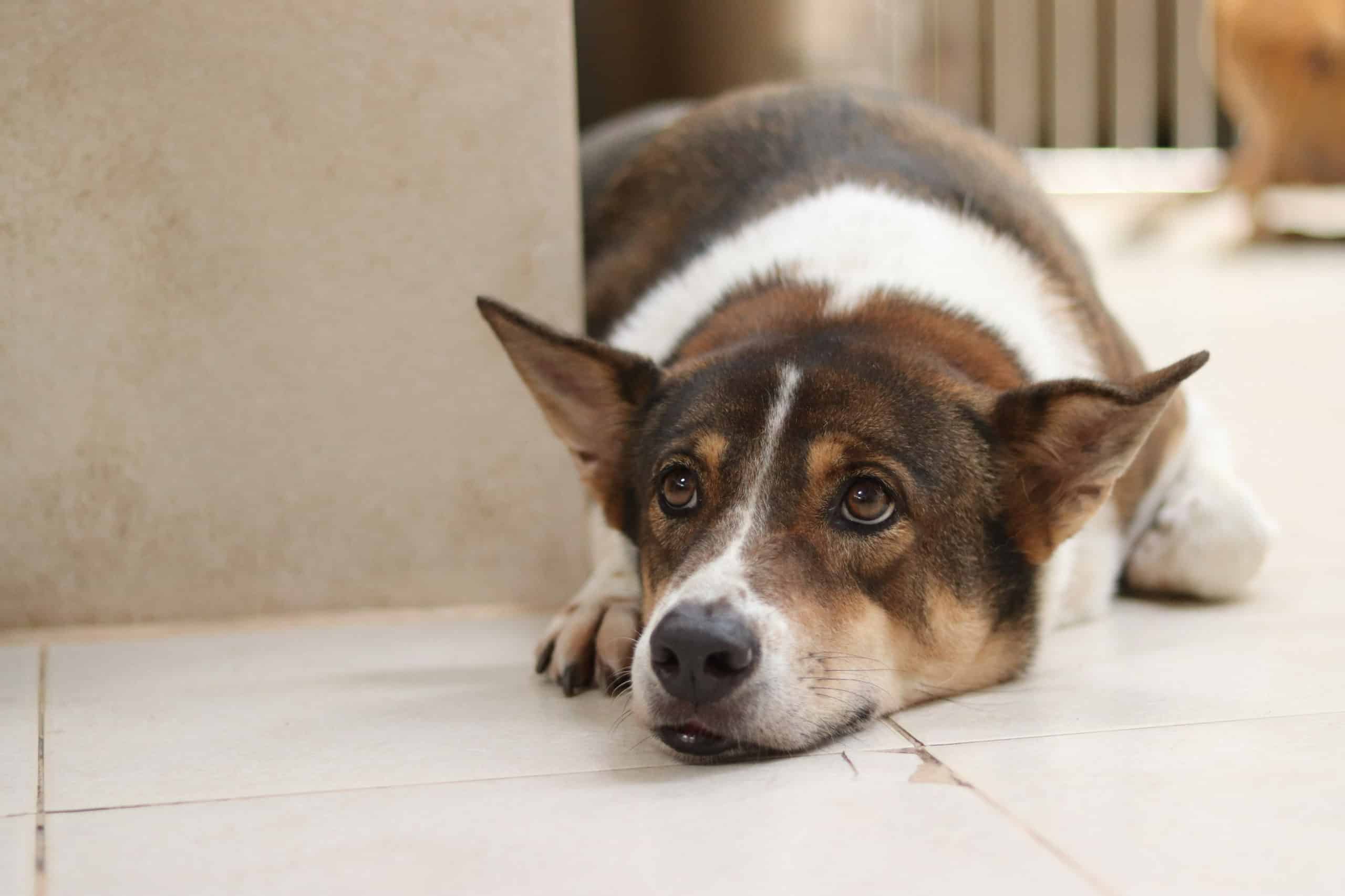 Boarding an anxious dog outlet