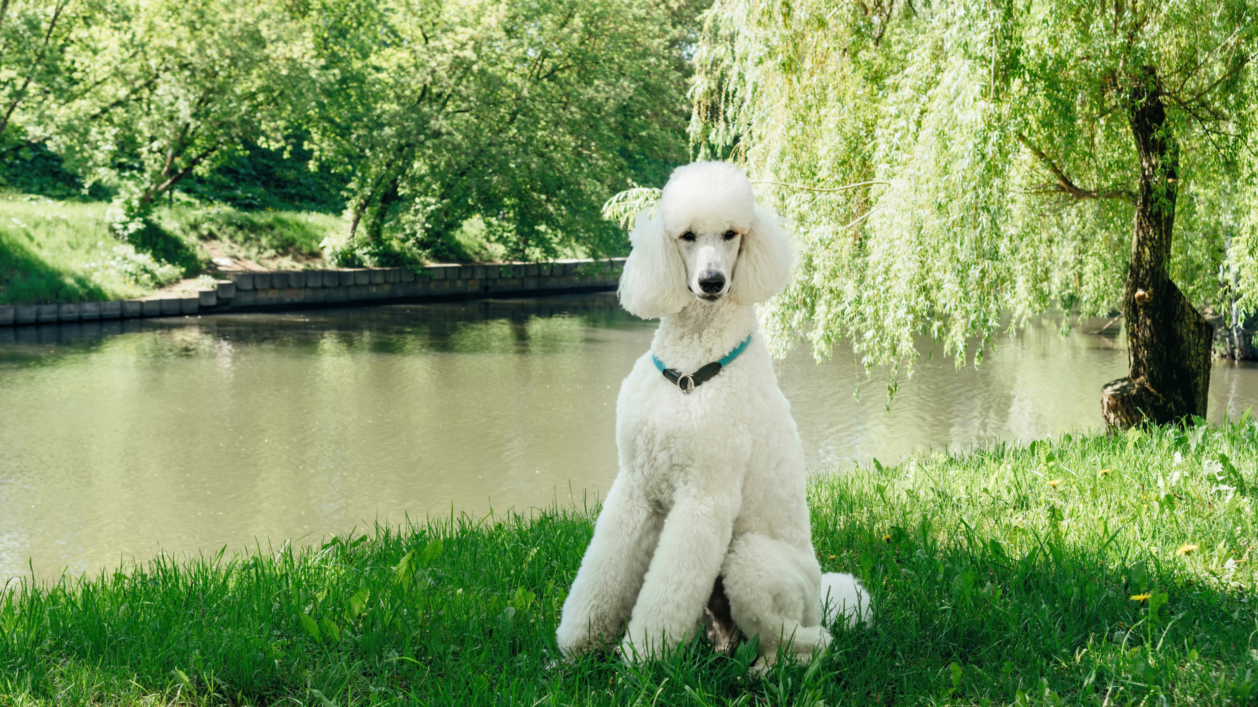 Featured image for Poodle Grooming: 15 Tips for Grooming Your Poodle post