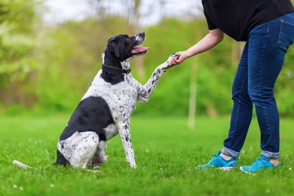 training for dogs