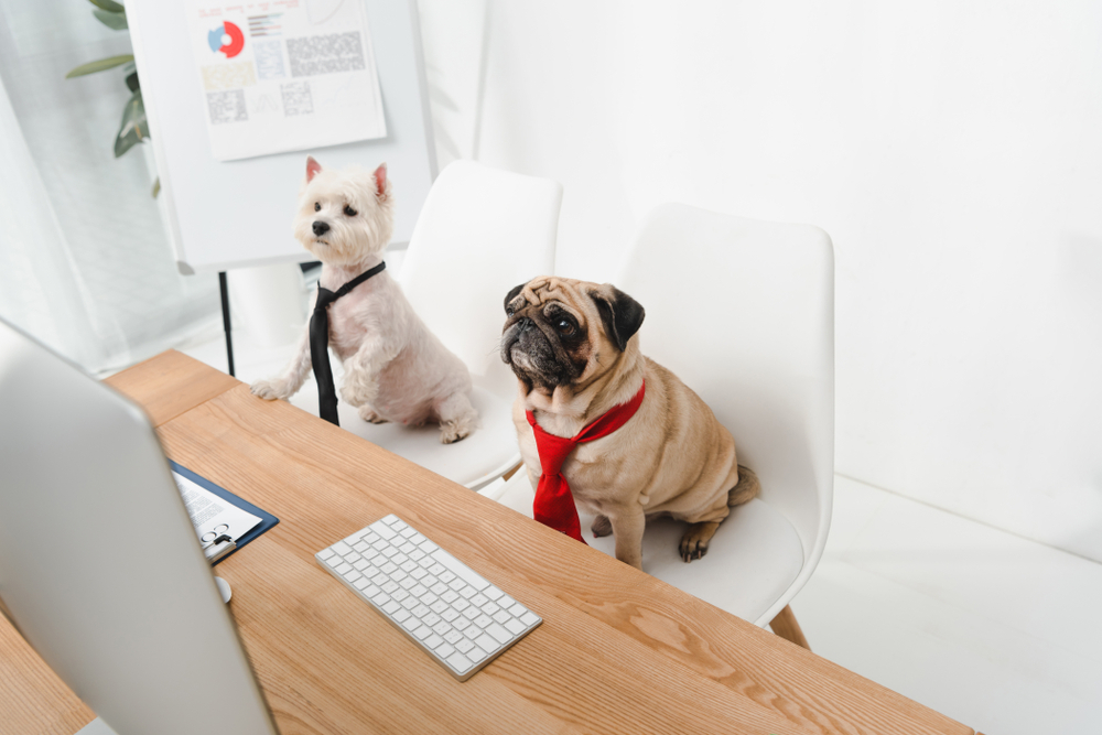 Featured image for 7 Ways Your Pet Software Can Help Your Pet Care Business Grow post