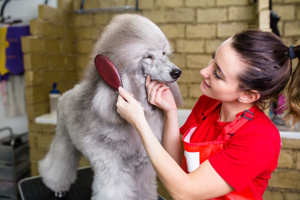poodle groomers