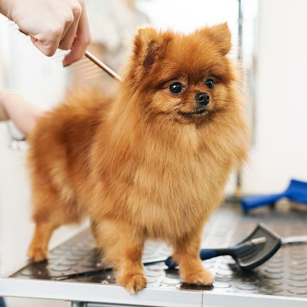 Featured image for 7 Ways To Prepare Your Groomers For Small Business Saturday post