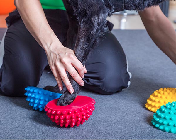 dog performance therapy
