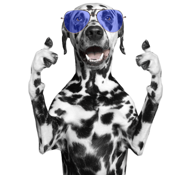 dogs