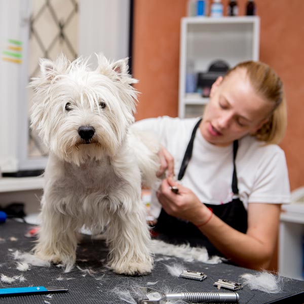 pet grooming business