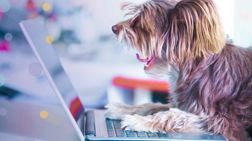 pet grooming software