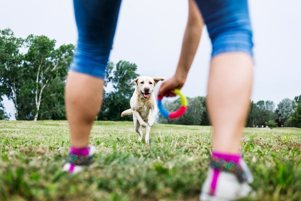 Training best sale your dog