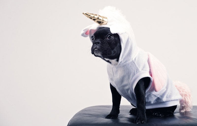 dog in costume