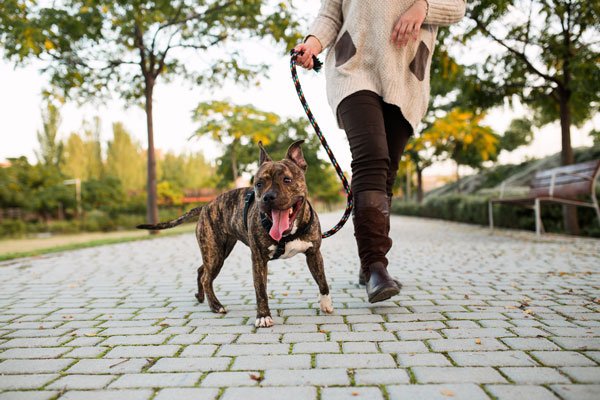 dog walk
