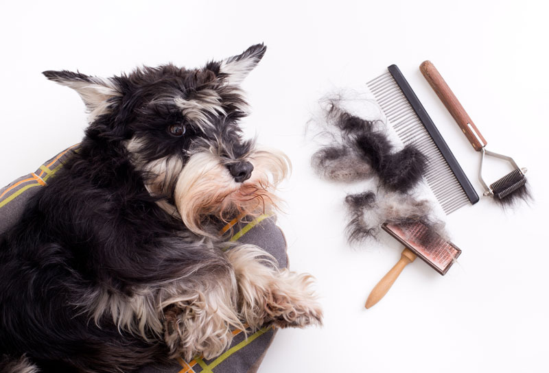 shedding, dog grooming tools
