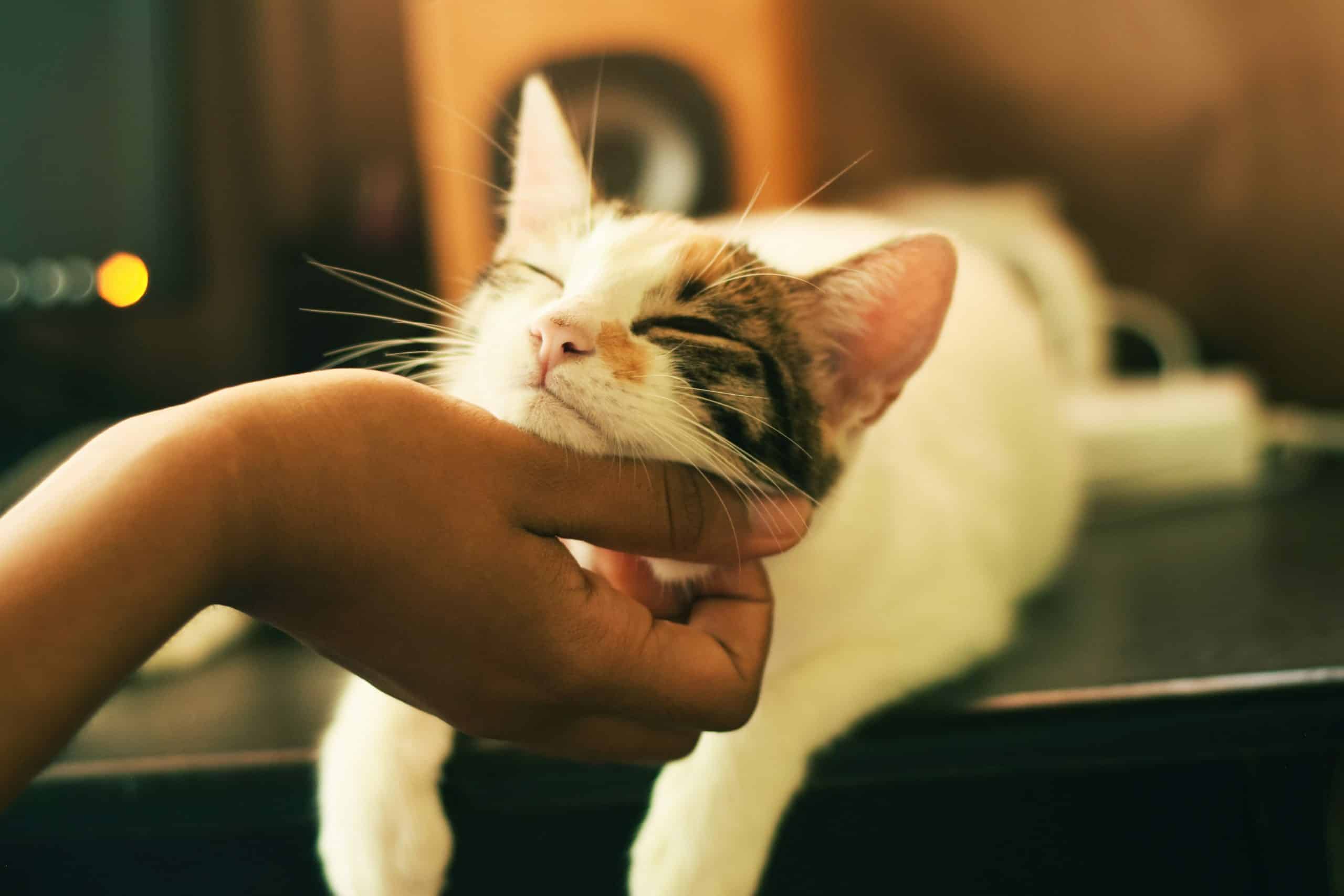 seeing matting and pelts from a cat's perspective