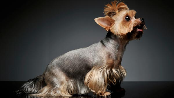 yorkie haircut shaved