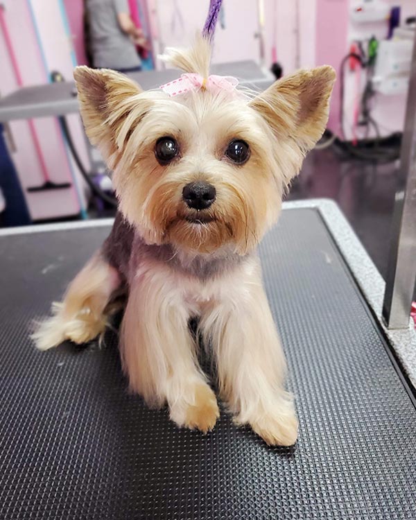 Yorkies short sales hair