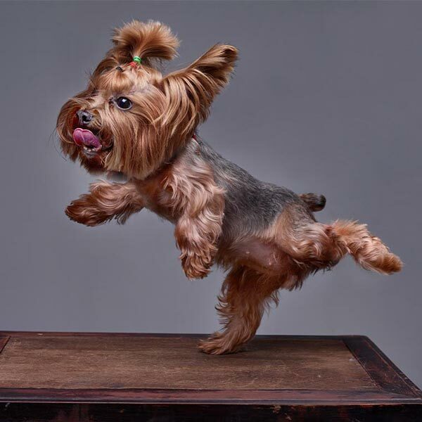 Featured image for Learning More About The Yorkie Haircut post