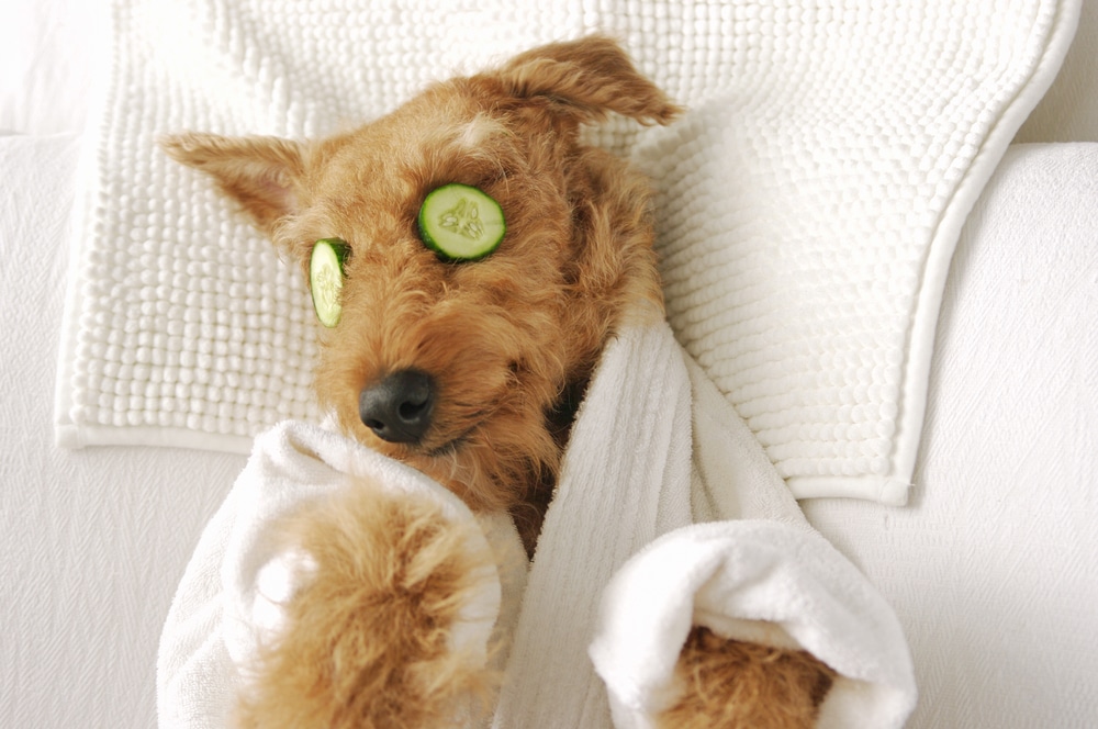 Relax going into your work day with a tool that's simplifying the way you manage your pet care business. 