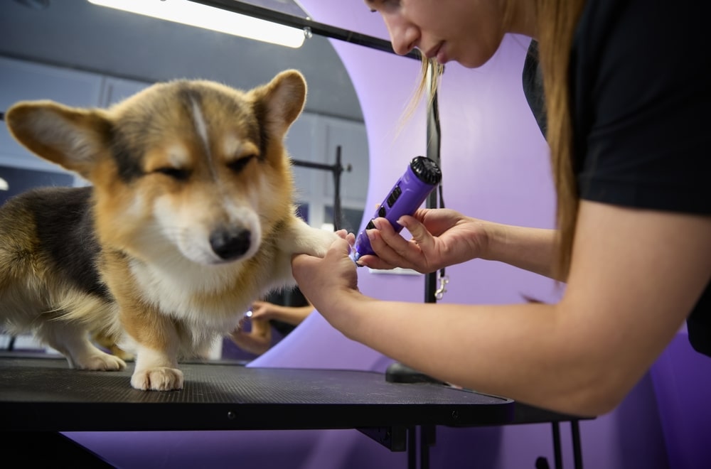 nail grinder