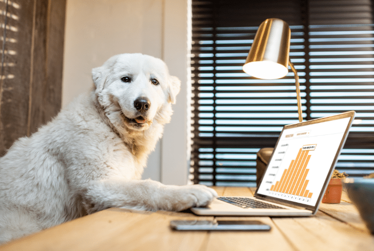 Furry white dog scrolling on a laptop and looking directly at the camera