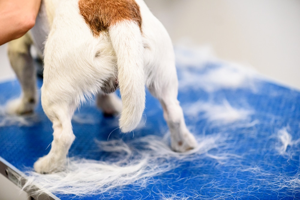 A small dog stands with its tail tucked at a grooming salon.