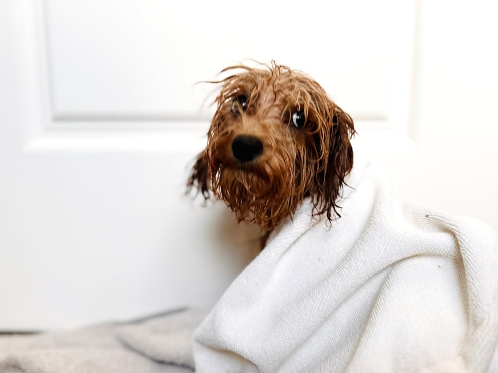 An anxious puppy dries off after being bathed.