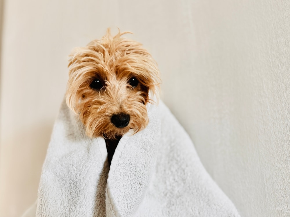 A blonde Doodle dog sits with a towel wrapped around them after a bath.