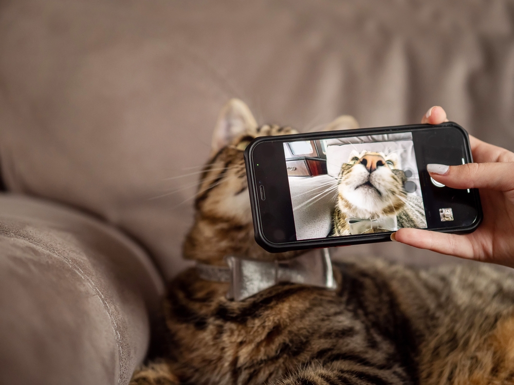 TikTok marketing for pet groomers