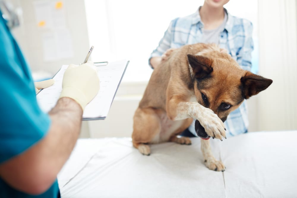 cloud veterinary software