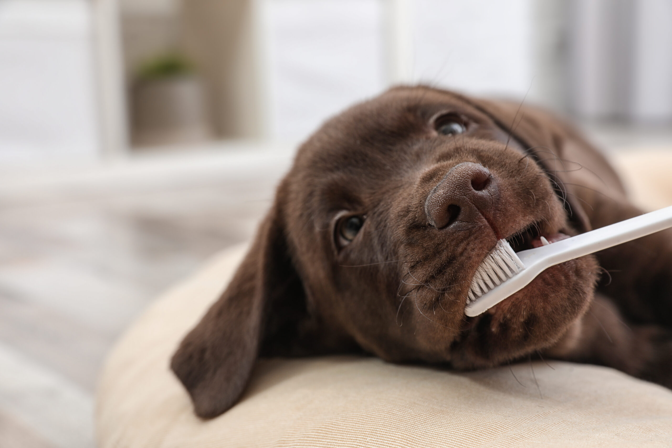 Featured image for How to Expand Your Veterinary Practice With Dentistry for Dogs post