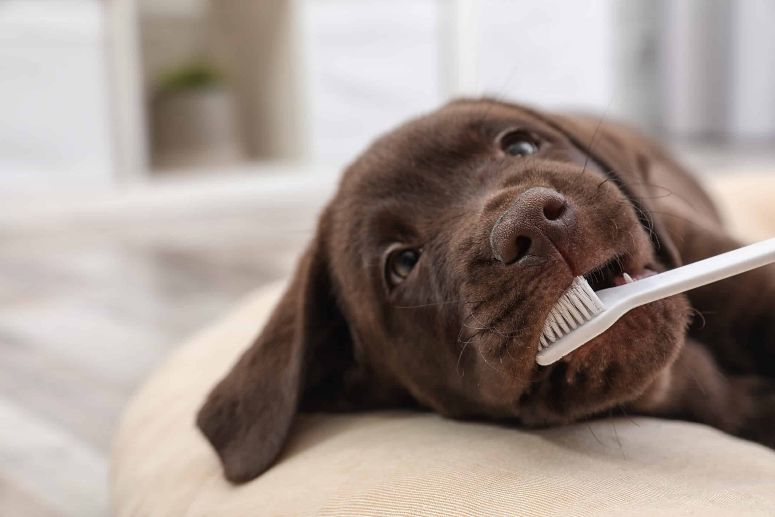 Featured image for How to Expand Your Veterinary Practice With Dentistry for Dogs post