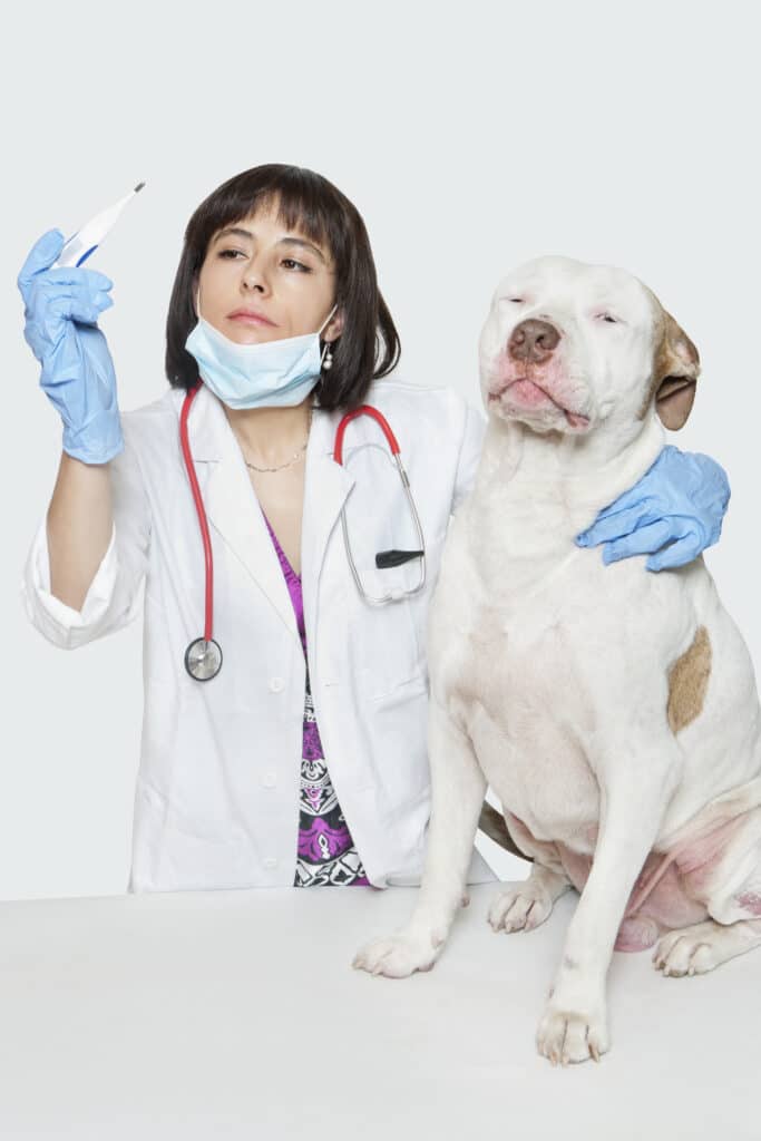 schooling for vet techs