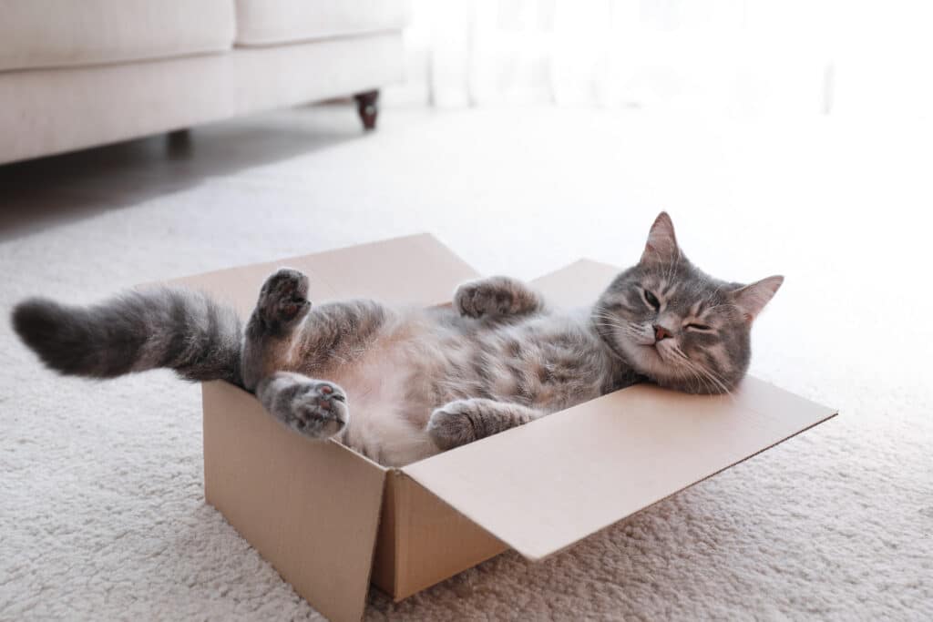 best websites for veterinarians