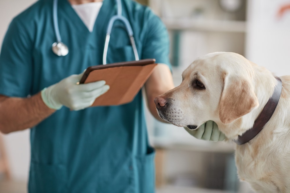 How DaySmart Vet Improves Your Day