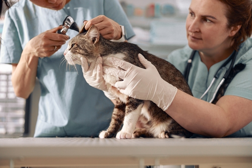 vet equipment