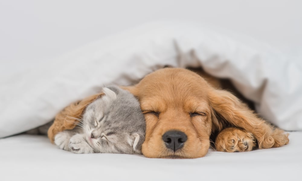 cat and dog snuggling under a blanket 