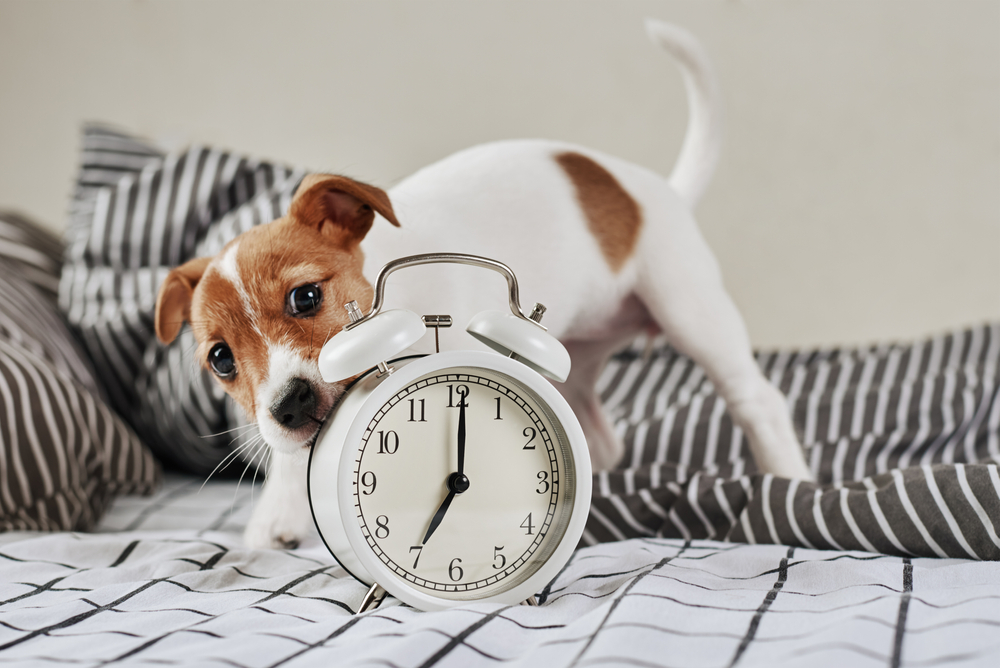 dog chewing clock