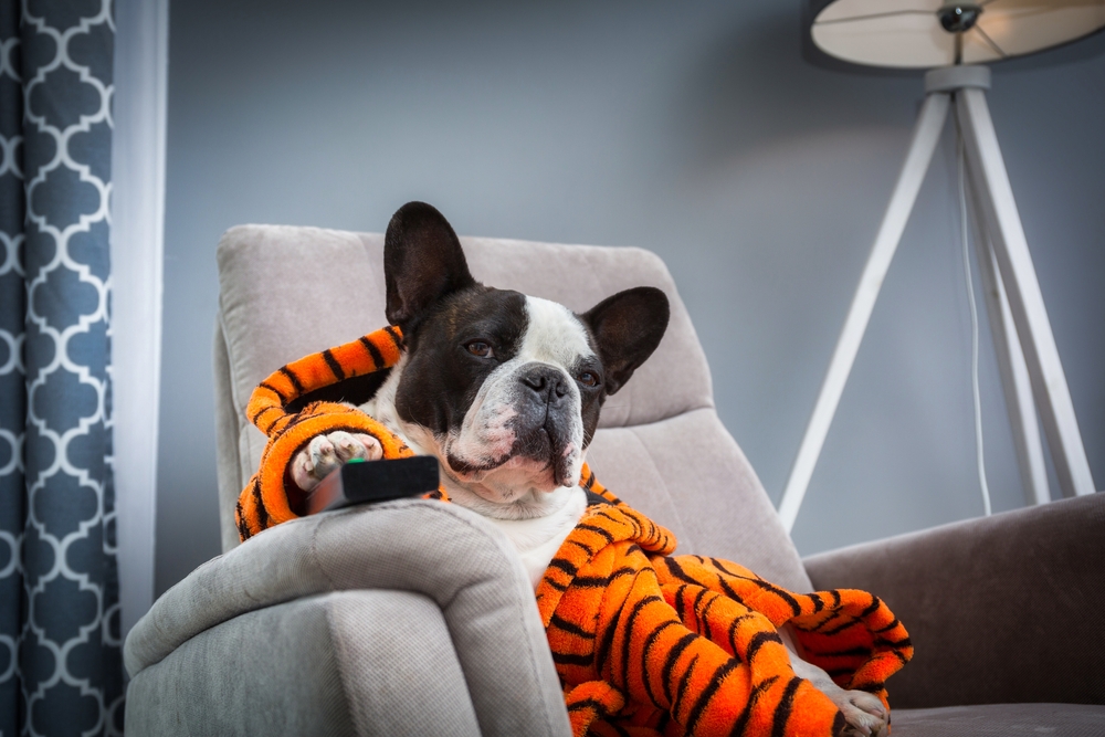 dog watching tv in a tiger onesie