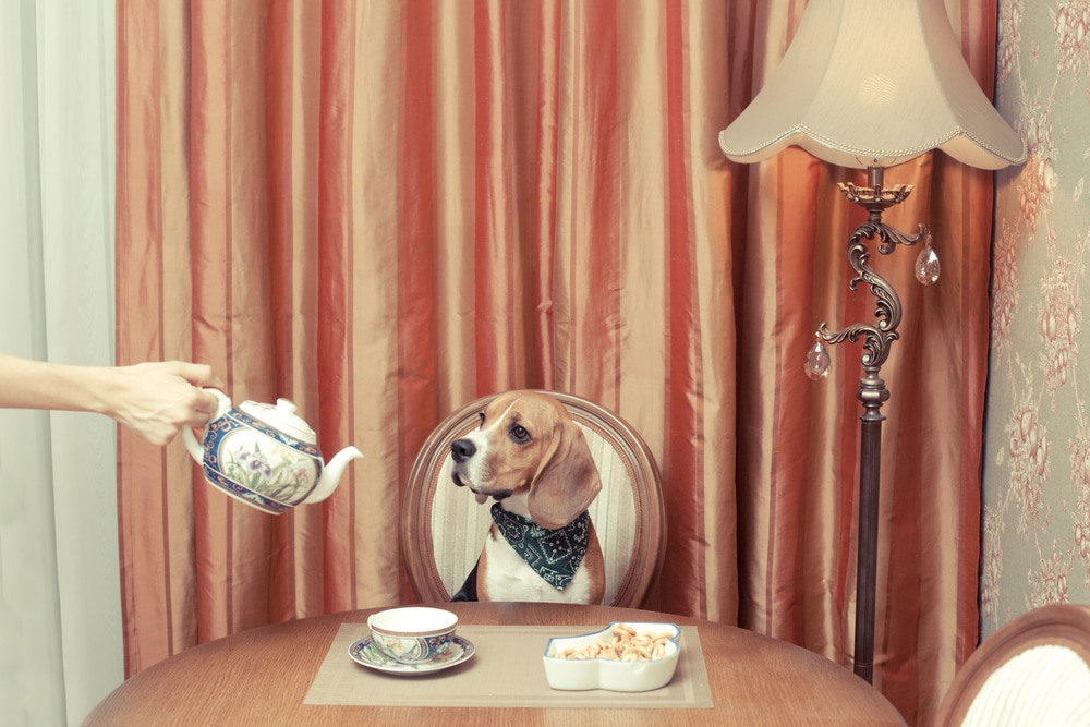Dog being served tea