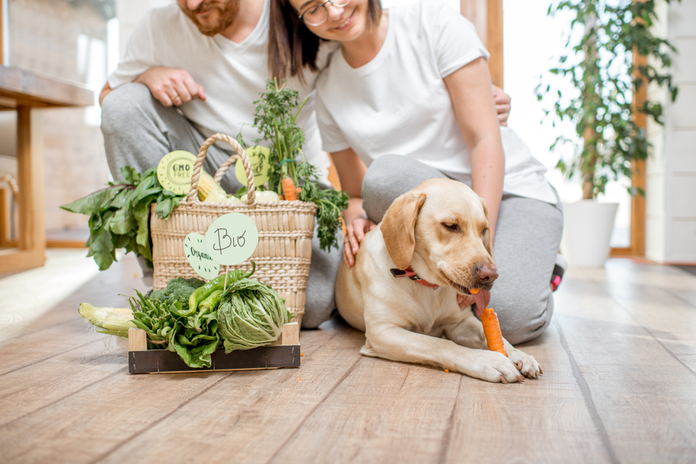 couple with vegetables watching dog eating carrot