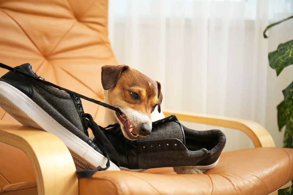 dog biting on shoes