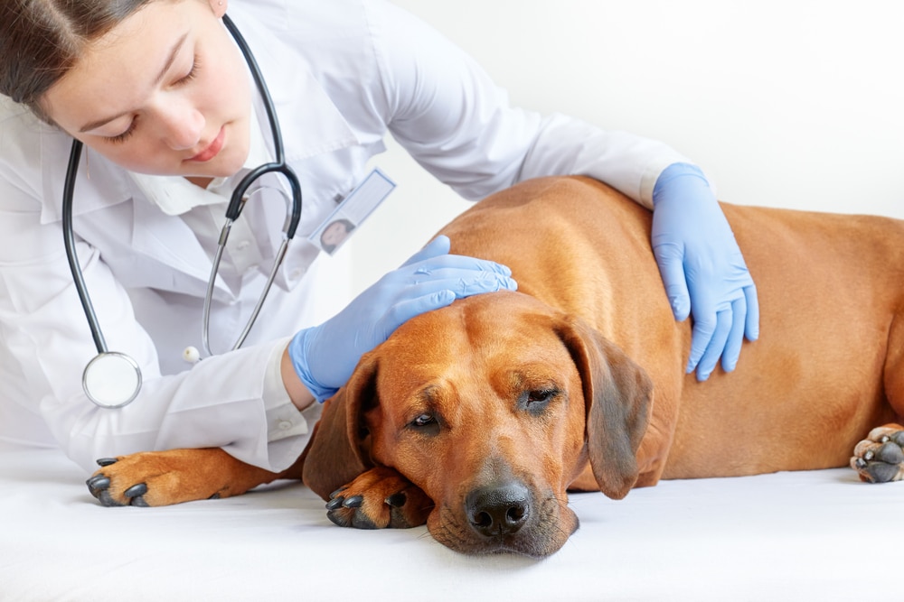 canine respiratory illness