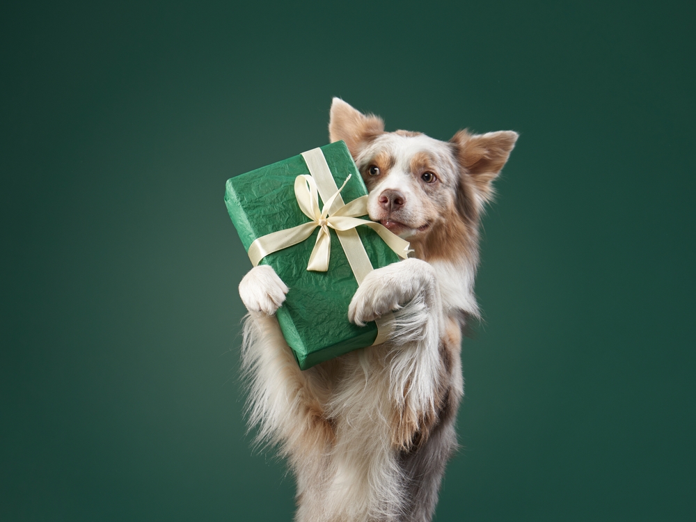 border collie dog holding gift