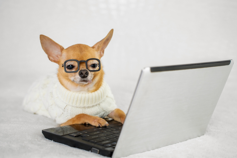 chihuahua with glasses typing on computer