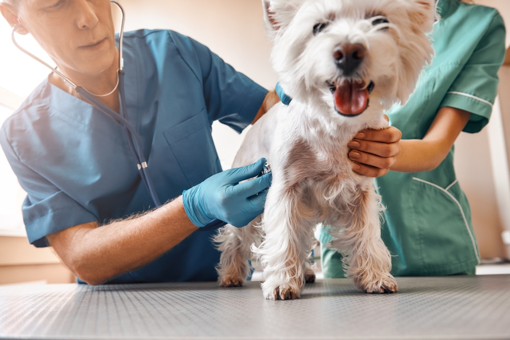 veterinarian with white dog