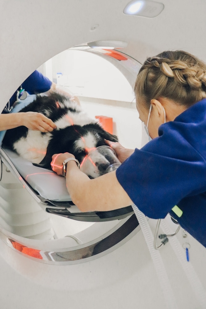 A female veterinary technician guides a dog under anesthesia through an MRI machine.
