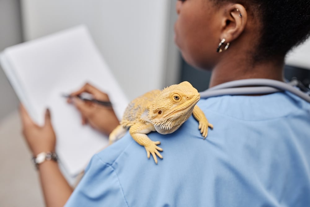 Female veterinarian examining a bearded dragon while taking detailed SOAP exam notes.